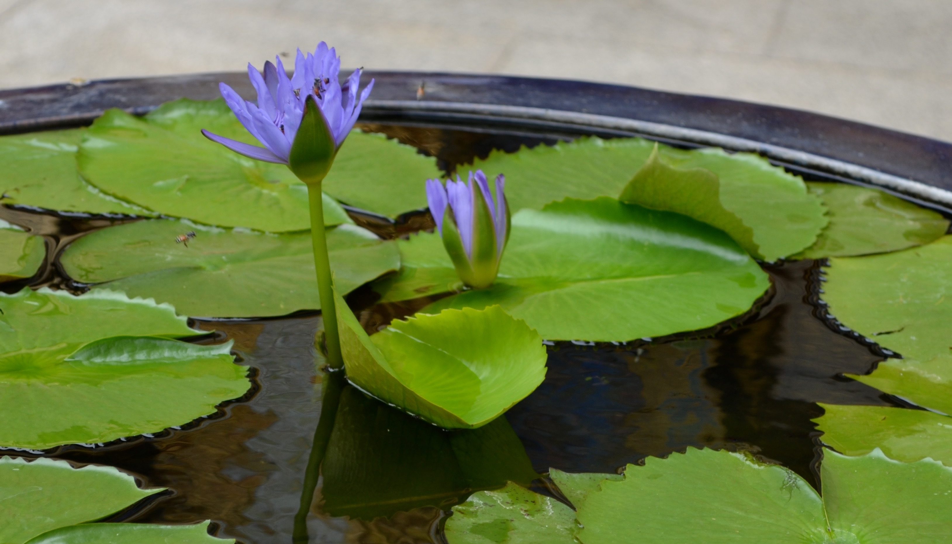 Gestalt thérapie claire disdero lotus